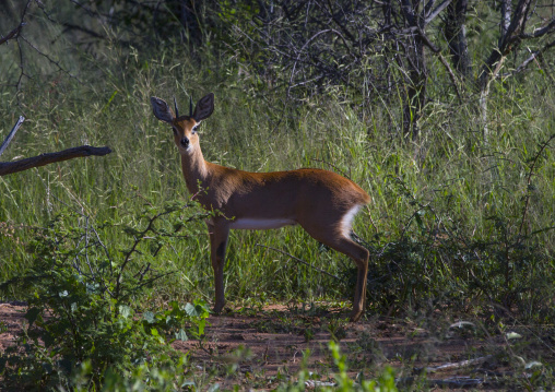 Okonjima, Namibia