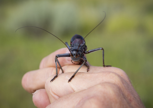 Armoured Ground Cricket, Okonjima, Namibia