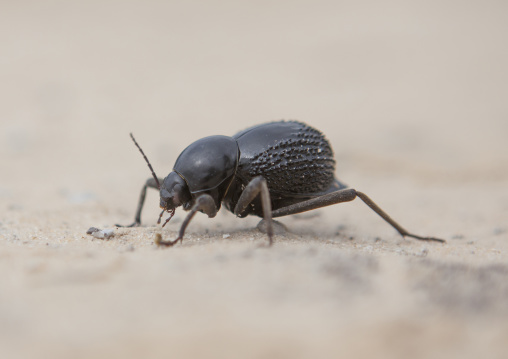 Tok Tokkie, Okonjima, Namibia