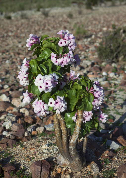 Pachypodium Sp Tree, Epupa, Namibia