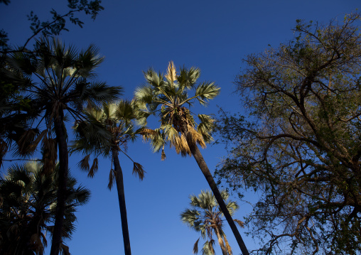 Palm Trees In Epupa, Namibia