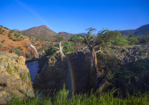 Baobab On River Kunene And The Epupa Waterfalls, Namibia