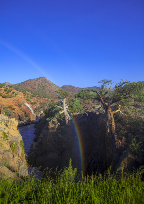 Baobab On River Kunene And The Epupa Waterfalls, Namibia