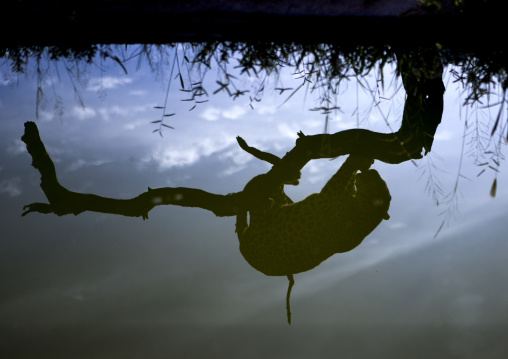 Reflection Of A Wild African Leopard In Tree, Okonjima, Namibia