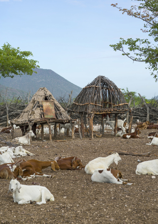 Goats In A Traditional Himba Village, Epupa, Namibia