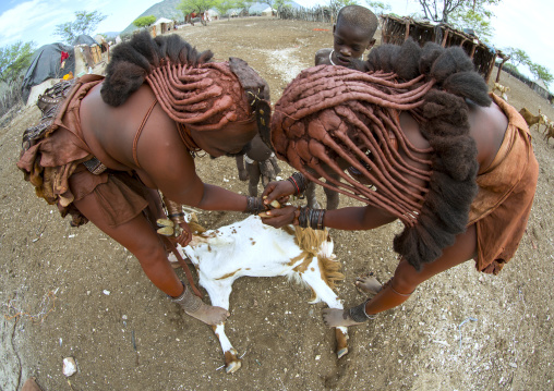 Himba Women Taking Care Of Goats, Epupa, Namibia