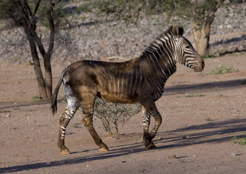 Hartman's Mountain Zebra, Grootberg, Namibia