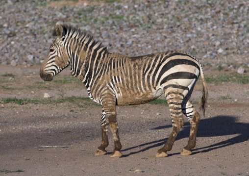 Hartman's Mountain Zebra, Grootberg, Namibia