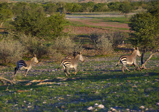 Hartman's Mountain Zebra, Grootberg, Namibia