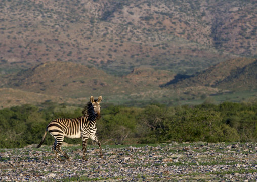 Hartman's Mountain Zebra, Grootberg, Namibia