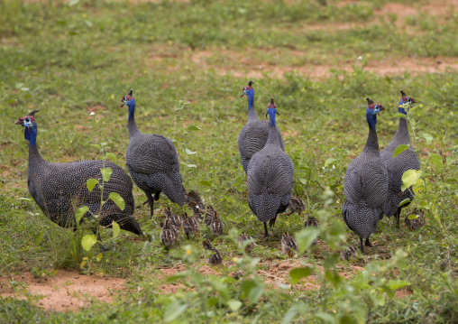 Helmeted Guinea Fowl, Okonjima, Namibia