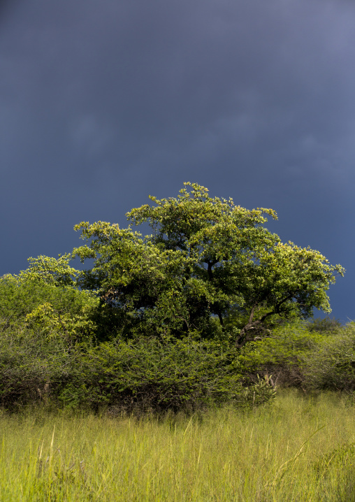 Savanna Landscape, Okonjima, Namibia