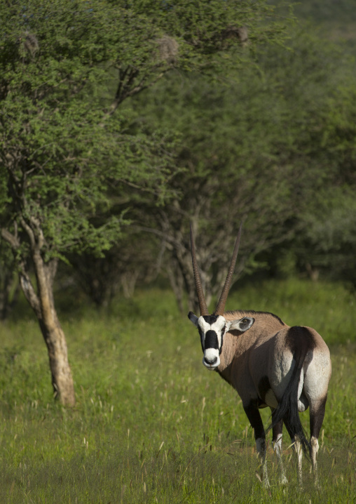 Oryx, Okonjima, Namibia