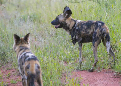 Lycaons, Okonjima, Namibia