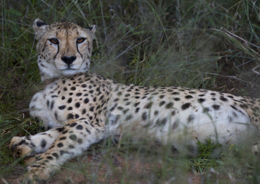 Collared Cheetah, Africat Foundation, Okonjima, Namibia