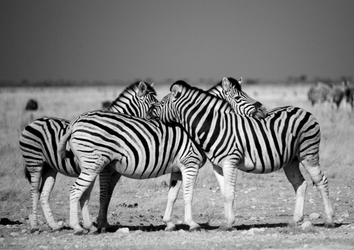 Zebras In Etosha National Park, Namibia