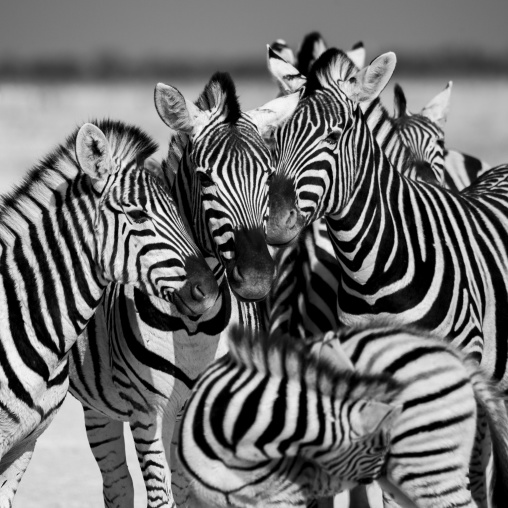 Zebras, Etosha, Namibia