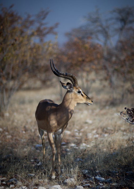 Impala In Etosha National Park, Namibia