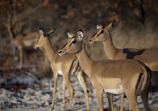 Herd Of Impalas, Etosha National Park, Namibia