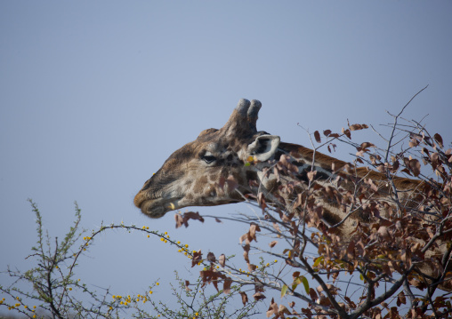 Giraffe In Etosha National Park, Namibia