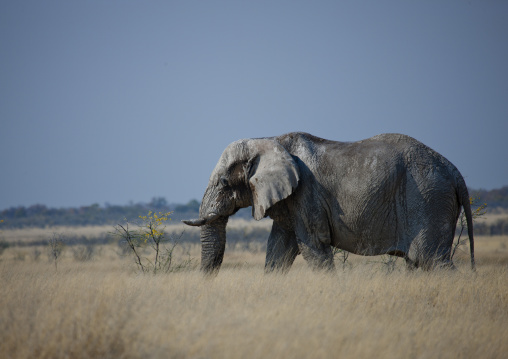 Elephant In Etosha National Park, Namibia