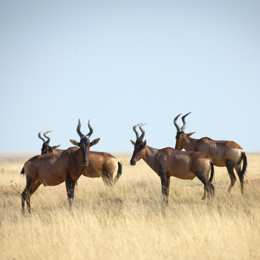 Etosha National Park, Namibia