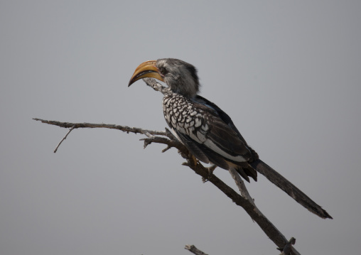 Etosha National Park, Namibia