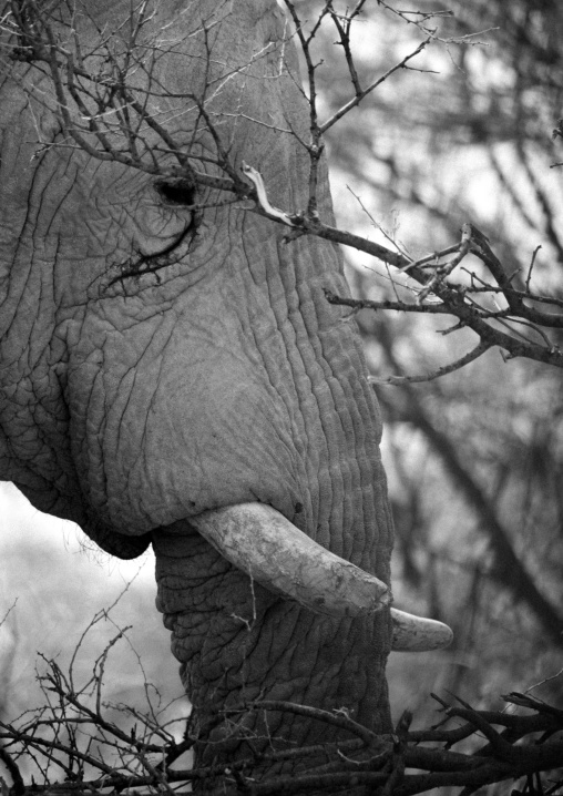 Elephant In Etosha National Park, Namibia