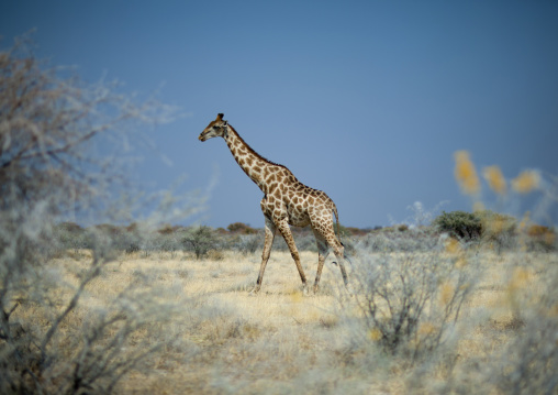 Giraffe In Etosha National Park, Namibia