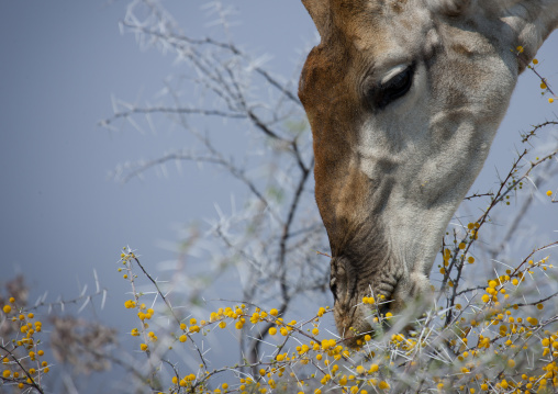 Giraffe Grazing In Etosha National Park, Namibia