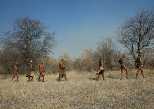 Group Of Sans Walking In The Bush, Namibia