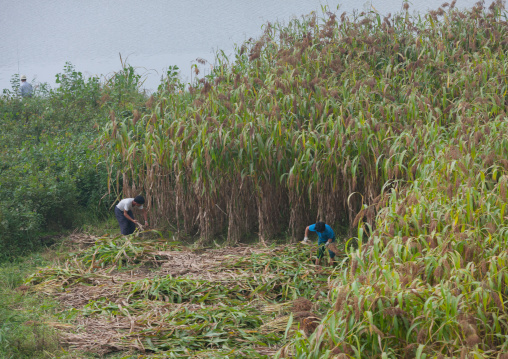 North Korean farmers working in a field, Pyongan Province, Pyongyang, North Korea