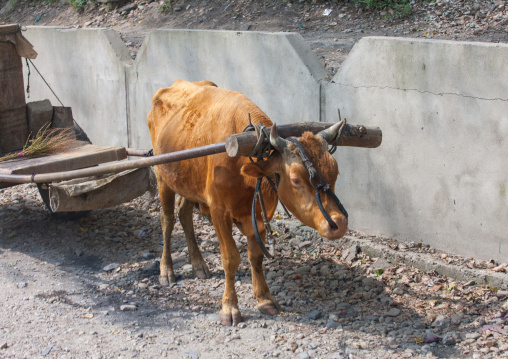 Skinny cow pulling a cart, Pyongan Province, Pyongyang, North Korea