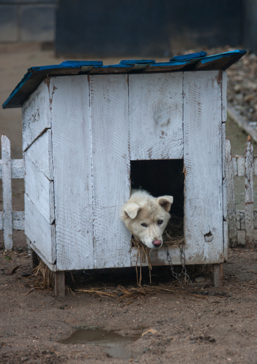 Dog inside a kennel
, South Hamgyong Province, Hamhung, North Korea