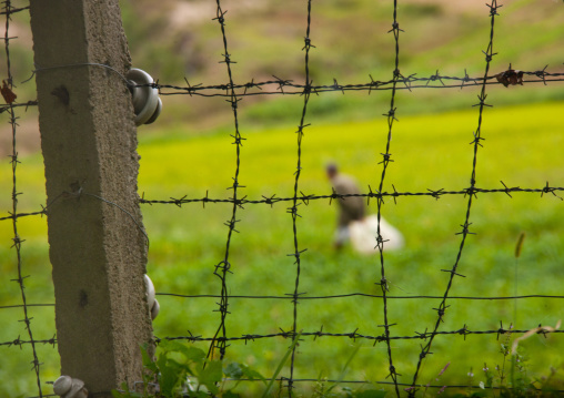 North Korean man in a field seen through barbed wire in the Demilitarized Zone, North Hwanghae Province, Panmunjom, North Korea