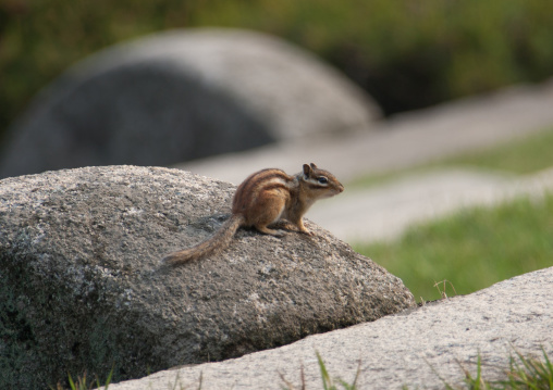 Squirrel on rocks, North Hwanghae Province, Kaesong, North Korea