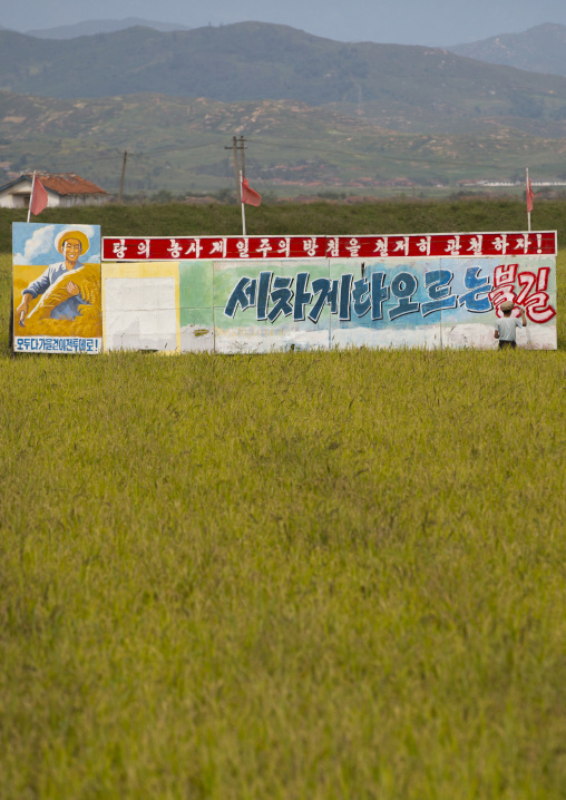 Man painting a propaganda billboard in a rice field, South Hamgyong Province, Hamhung, North Korea