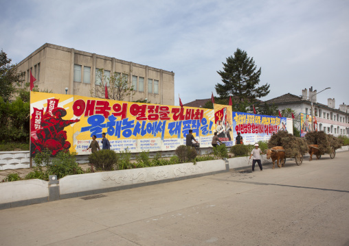 North Korean peasant with an ox cart loaded with wood passing in front of propaganda billboards, South Hamgyong Province, Hamhung, North Korea