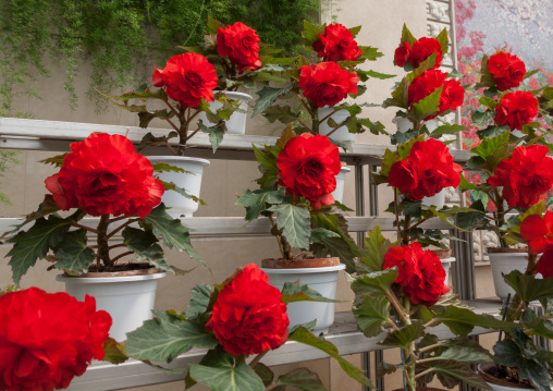 Kimjongilia flowers in the international Kimilsungia and Kimjongilia festival, Pyongan Province, Pyongyang, North Korea