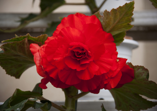 Red Kimjongilia begonia in the Kimilsungia and Kimjongilia exhibition, Pyongan Province, Pyongyang, North Korea