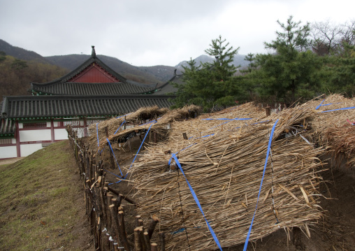 Gingseng plants in front of Ryongthong temple, Ogwansan, Ryongthong Valley, North Korea