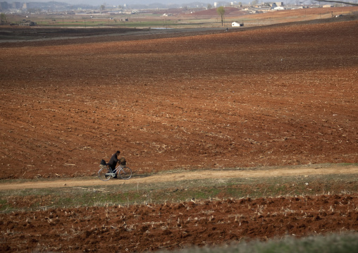 North Korean man pushing his bicycle in a field, Pyongan Province, Pyongyang, North Korea