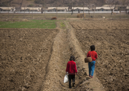 North Korean girls working in the fields, Pyongan Province, Pyongyang, North Korea