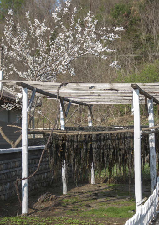 Seaweeds drying in a garden in a village near the sea, North Hamgyong Province, Jung Pyong Ri, North Korea