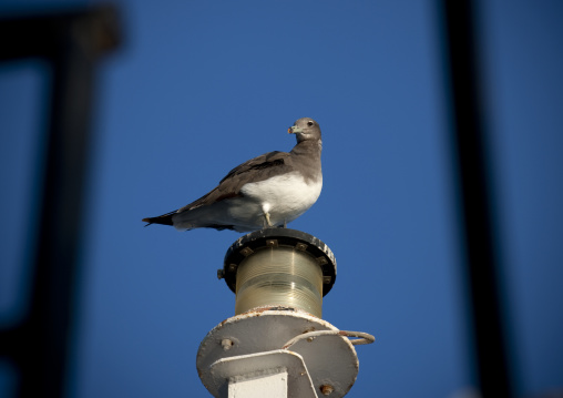 Seagull On An Incense Burner, Masirah Island, Oman