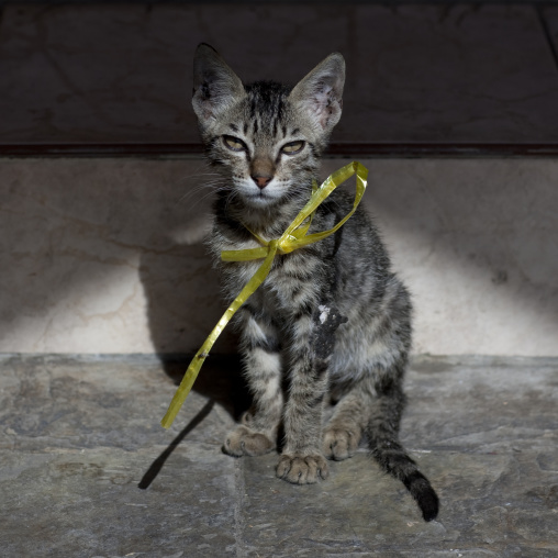 CAT IN OMAN