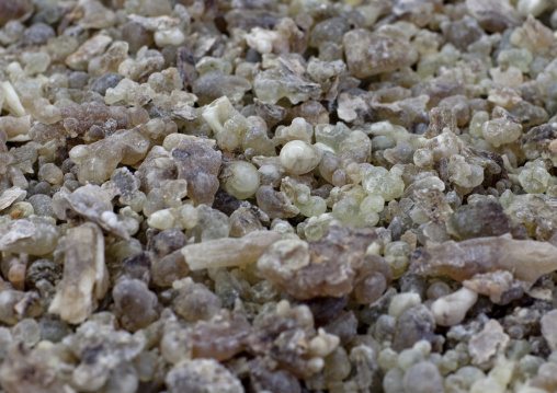 Bunches Of Frankincense, Salalah, Oman