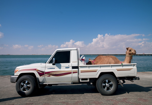 Camel In A Pick Up On The Beach, Masirah Island, Oman