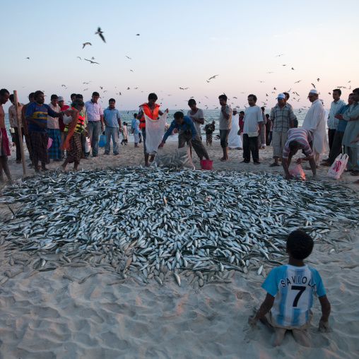 View Of Fishermen Back From Fishing Collecting Sardines Poured On The Beach With Sea Gulls Flying Around, Salalah, Oman