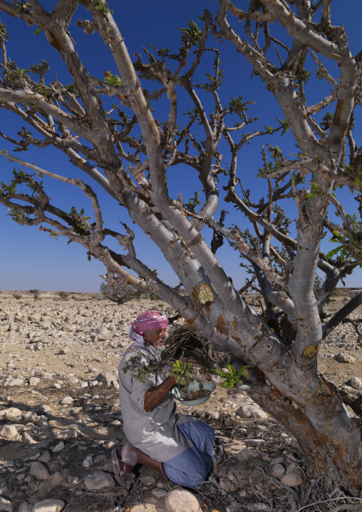 Man Collecting Frankincense In Wadi Dawkah, Oman